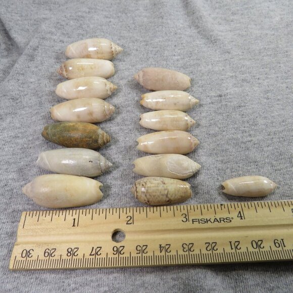 Oliva REAL sea shells (35+) not in mint condition - Picture 4 of 7